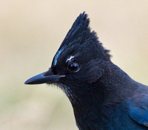 Steller's Jay