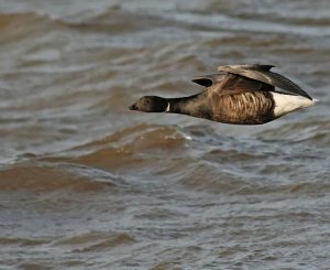 Brent Goose - Along the Surf