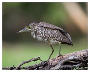 Juvenile Night Heron