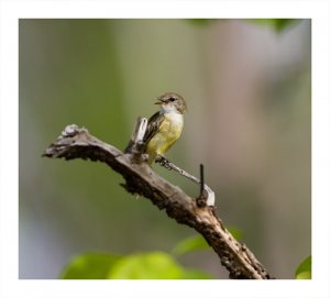 Lemon Bellied Flycatcher