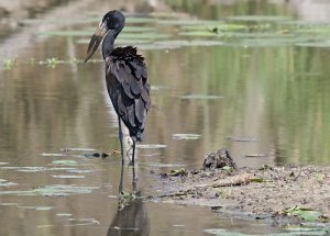 African Openbill