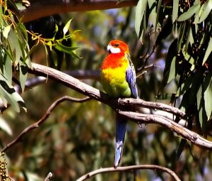 Eastern Rosella