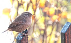 Contre-jour with Wren