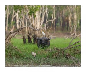 Feral Water Buffalo and Friends