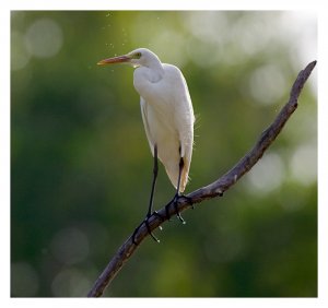 Intermediate Egret