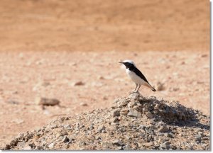 Mourning wheatear