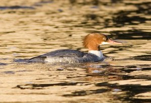 Goosander