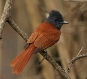 Female African Paradise Flycatcher