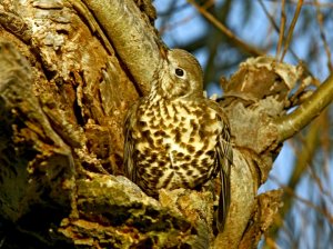 Mistle thrush