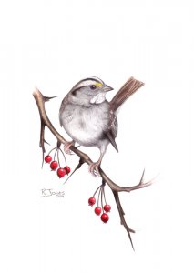 White-throated Sparrow