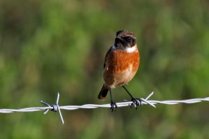 Stonechat