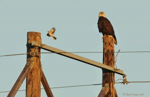 Bald Eagle and Mockingbird