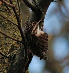 Treecreeper - Creeping