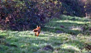 Fox Hunting Rabbit
