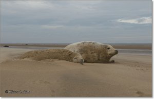 Gray Seal at the beach