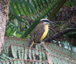 Golden-bellied Flycatcher, Costa Rica