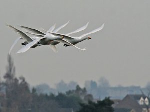 Whooper Swans - Tangled Wedge