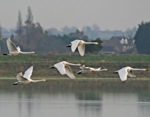 Whooper Swans - Linear Herd