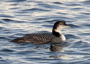 Great Northern Diver