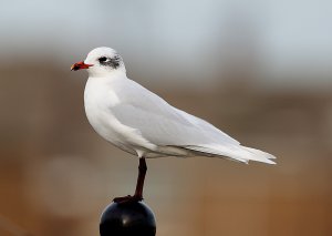 Mediterranean Gull