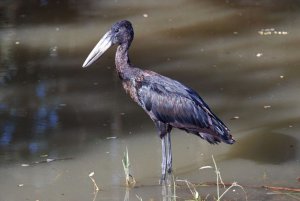 african openbill