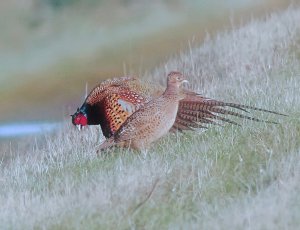 Phrostie Morning Pheasants