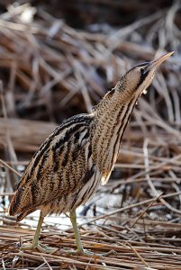 Bittern