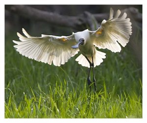 Royal Spoonbill