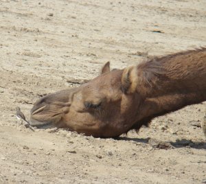 Banni grassland landscape-camel/wagtailCoexistence
