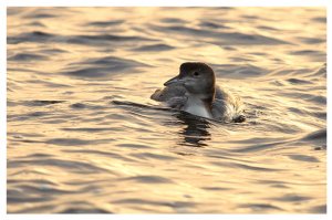 great northern diver