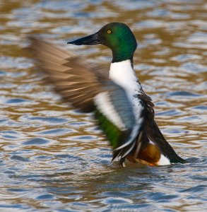 Shoveler Flap!