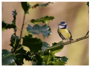 blue tit