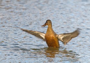 Shoveler (female)