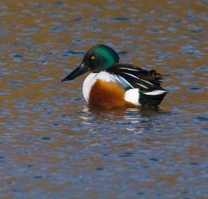 Shoveler (male)