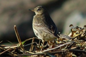 Rock Pipit