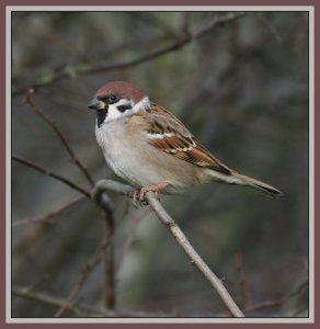 Tree Sparrow