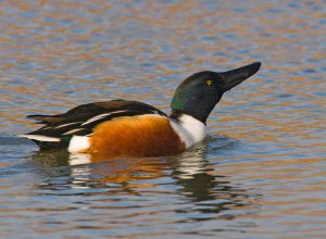 Another Shoveler shot