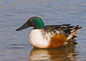 Yet another Shoveler