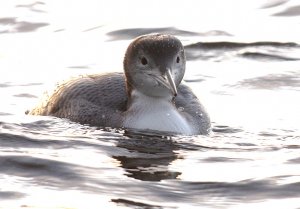 great northern diver