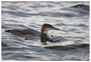 great northern diver