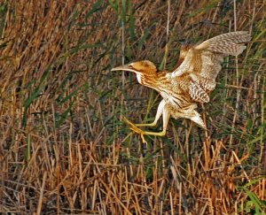 First find your Bittern