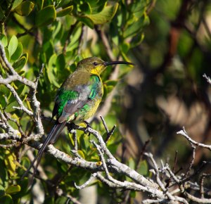 Malachite Sunbird