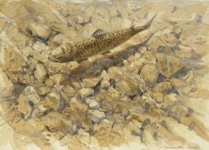 Brown Trout - painting