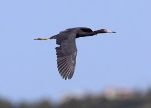 LITTLE BLUE HERON