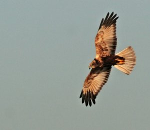 Mr Marsh Harrier