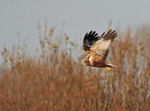 Male Marsh Harrier