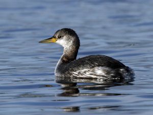 Red-necked Grebe