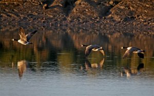 Canada Geese