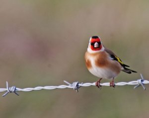 Goldfinch - On the Wire