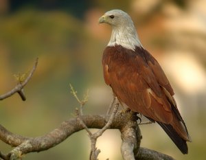 Brahminy Kite